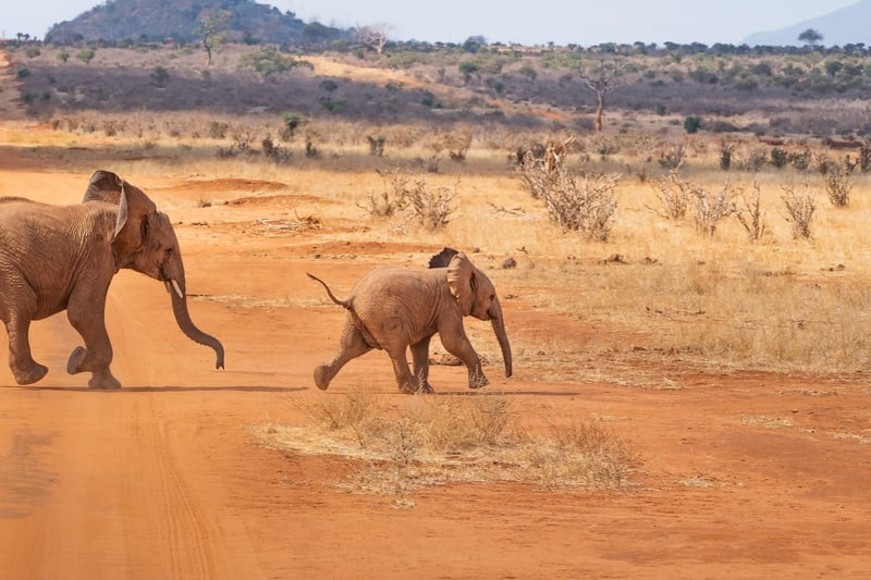 Maasai Mara, Kenya