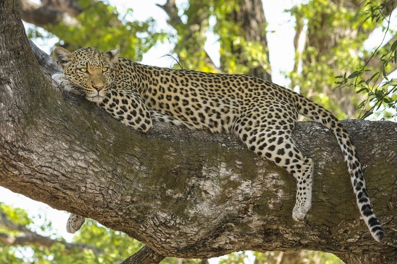 Okavango Delta, Botswana